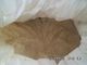 organic 75 Percent Dry Wheat Gluten Powder with fine texture